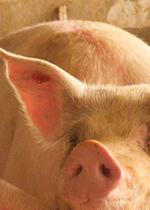 A growing pig with an eartag to mark that it has received antibiotics.