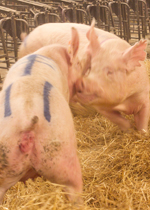 Two sows quarreling in the communal area of a breeding pen.