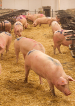 Sows milling about the communal area of a breeding pen.
