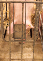 A sow using her head to close the free access stall behind her.
