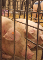 Two sows interacting from inside their free access stalls.
