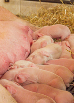 A row of piglets who have fallen asleep against their mother's belly.