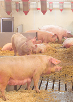 Sows moving around a large gestation pen.