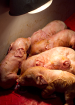 Newborn piglets under a heat lamp.