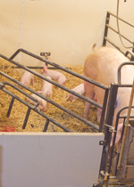 A sow at her feeder in a farrowing pen, while her piglets play with the straw.
