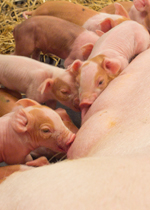A group of piglets with red patches and black spots.