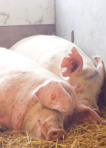 Two sows snuggling together.