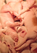 A pile of piglets.