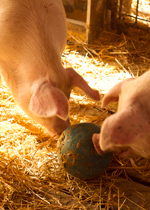 Growing pigs playing with a bowling ball.
