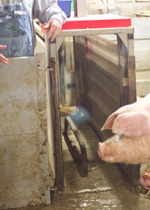 A sow getting ready to enter an Electronic Sow Feeding station.