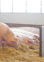Four pregnant sows sleeping in a nest.