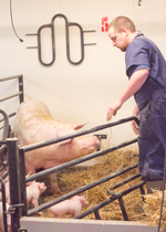 A sow and her piglets looking up at a farmer, entering their farrowing pen.