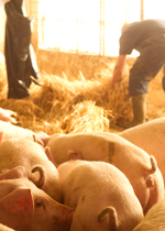 Farmers bedding a growing pig pen.