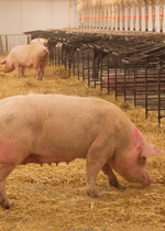 Sows in the communal area of a breeding pen with free access stalls.
