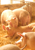 Growing pigs nuzzling each other in a large, bedded pen.
