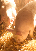 A pig rooting deeply in fresh straw with its eyes closed peacefully.