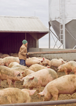 A farmer making repairs in an outdoor paddock, unhindered by the pigs surrounding her.