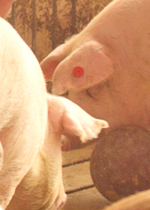 A couple of pigs with red eartags, indicating they have received medication, playing with a bowling ball.