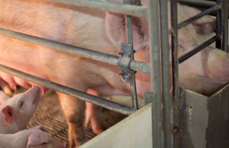 A sow and her piglets in a traditional farrowing crate.