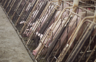 Sows in conventional gestation stalls.