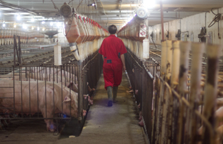 Walking down the aisle of a conventional barn, with pigs in stalls.