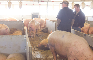 Walking amongst the sows in a large gestation pen with nests.