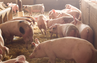 A growing pig pen, bedded, with low density.