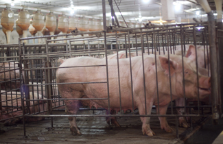 A pre-remodel barn, with pigs in conventional stalls.