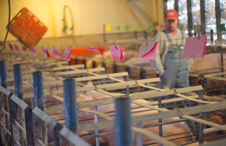 Farmer walking down the aisle looking at sows in a line of stalls, with red cards hanging above them.