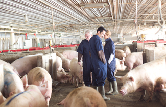 A group of people standing in the middle of a large gestation pen, with sows milling around them.
