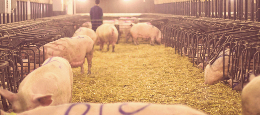A breeding pen, with sows both in and out of the free-access stalls.