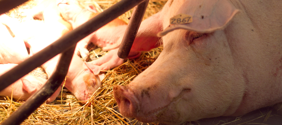 A sow sleeping head to head with her piglets.