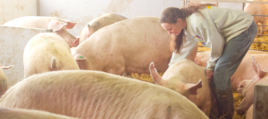 A farmer gently encouraging a sow to rise, so she can check her for any problems.