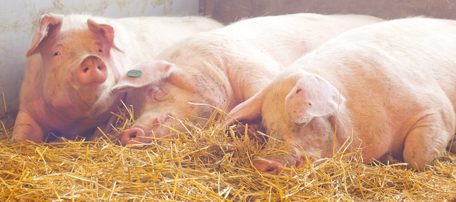 Pregnant sows sleeping together in a nest.